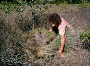 A man is holding down long grass to show  a mud mound covered in short vegetation.
