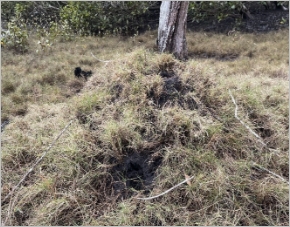 Short grass covers a raised mound in the foreground with a tree trunk in the background.