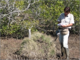 A photo of a researcher standing next to a tall and broad water mouse mud mound that is covered in salt couch and surrounded by bare mud with mangrove pneumatophores. There are mangroves in the background and the person is writing down information.