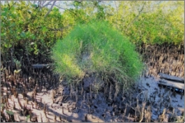 A photo of a water mouse mud mound with the top two-thirds covered in salt couch. The bottom third is bare except for mangrove pneumatophores sticking through and surrounding the base. Mangrove trees are visible in the background.