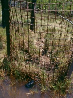 Photo of a square-mesh fence and star pickets surrounding a messy mud mound covered in short grass. Water pools at the front of the mound.