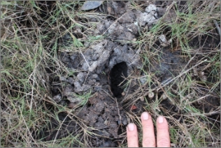 Three fingers point to an entry to a mud shelter that is surrounded by freshly deposited mud among grass.