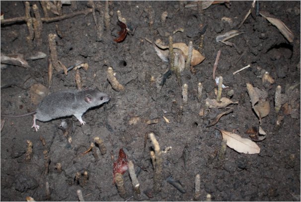 Photo of a water mouse moving from left to right across wet mud among mangrove pneumatophores and dry fallen leaves.