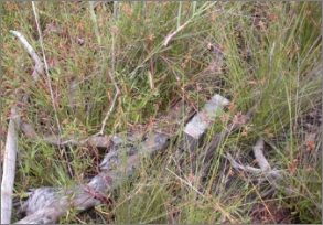 A photo of long grass and sedges with a log running through the vegetation and a steel cage trap next to the log.