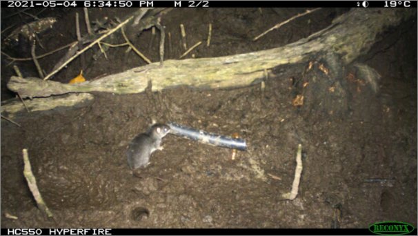 A remote camera image of a water mouse next to a piece of pipe on bare mud with a few pneumatophores and a large piece of timber.