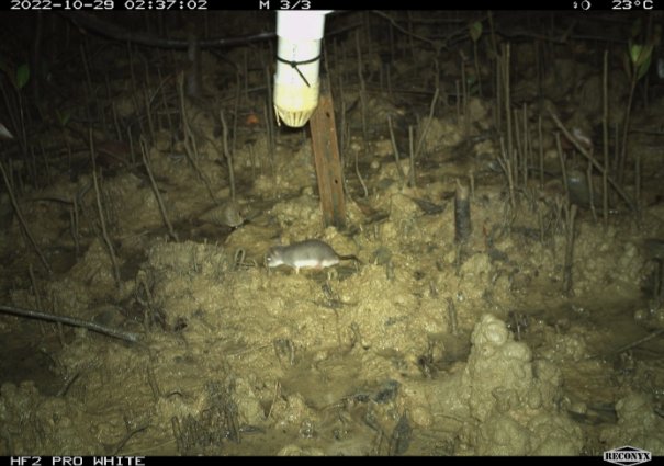 A remote camera image of a water mouse next to a steel picket with a piece of pipe holding bait, and bare mud with pneumatophores.