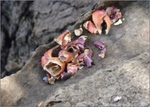 A photo of water mouse feeding sign - a neat pile of crab claws and other pieces of crab shell on a piece of bark.