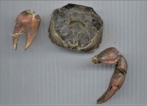 A photo of water mouse feeding sign showing an upside down crab carapace and two large intact claws.