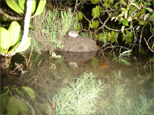 A photo of a flooded mangrove area with water and flooded grass in the foreground, part of a mud shelter with a water mouse on top in the middle of the photo, and mangrove branches and leaves in the background.