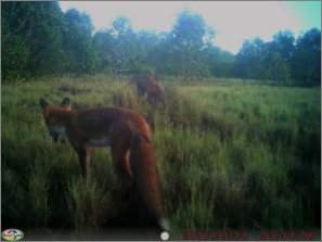 A remote camera photo of a fox near a water mouse mud shelter that is covered in grass and is being investigated by a second fox. Trees are visible in the background.