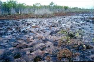 A photo of trampled and bare mud with mangroves in the background.