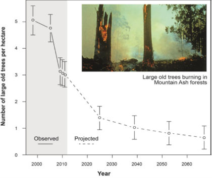 Graph of the observed and projected changes in the average density of large hollow-bearing trees in mountain ash forests in the central highlands. 

The graph shows an observed decline in large old trees per hectare from 5 to approximately 3 can be seen from before 2000 to 2010. The decline is then further projected from 3 at 2010 to under 1 beyond 2060. 

More information can be found in Section 3.4.3 Decline in habitat extent, suitability and connectivity: montane ash forest. 
