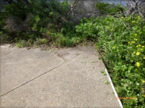 Photograph showing vegetation growing beside concrete slab.