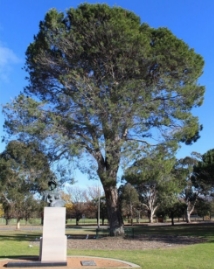 Lone pine tree planted 1934.