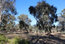 Eucalyptus trees in the Eastern Precinct