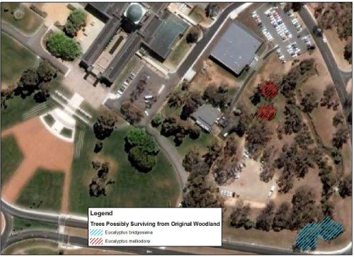 Trees on the Eastern Precinct of the memorial with possible connections to original vegetation on site.