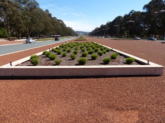  Newly planted Hebe sp. with triangular planting pattern with one side planted close to the edge of the bed