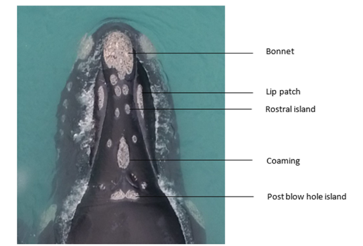 A close up image of a southern right whale callosity showing the following features: bonnet, lip patch, rostral island, coaming and post blow hole island.