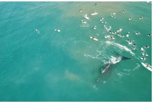 A southern right whale mother and calf surrounded by large numbers of surfers at Manly Beach, New South Wales in August 2020. The mother did a tail flick in the direction of surfers in response to their close proximity.