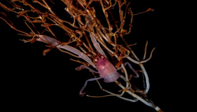 a deep sea squat lobster on bamboo coral
