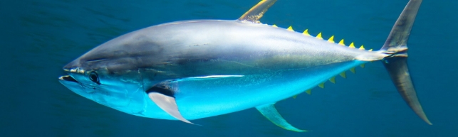 yellowfin tuna in the ocean