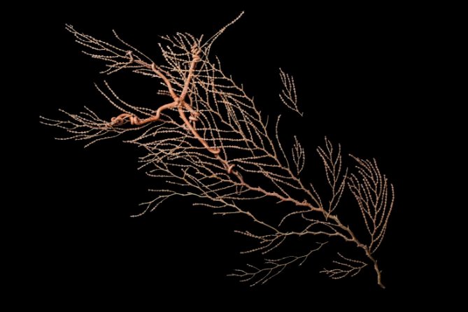 Deep sea brittle star on sea fan (Museums Victoria)