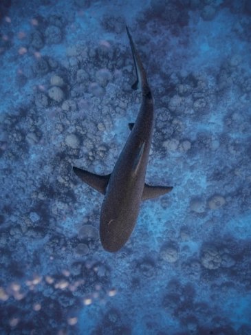 Grey reef shark swimming through the ocean