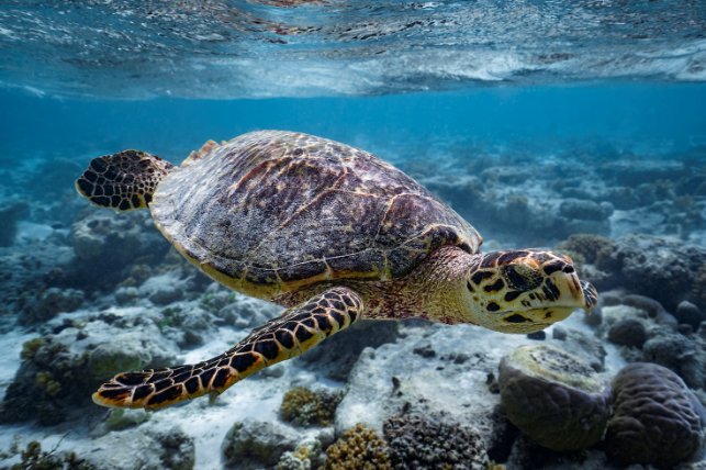 Hawksbill turtle swimming in the ocean