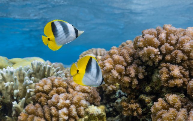 two butterfly fish swimming in the ocean amongst coral