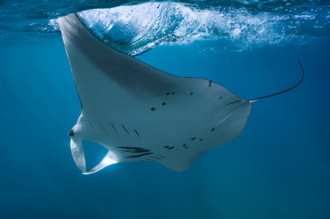 manta ray swimming in the ocean