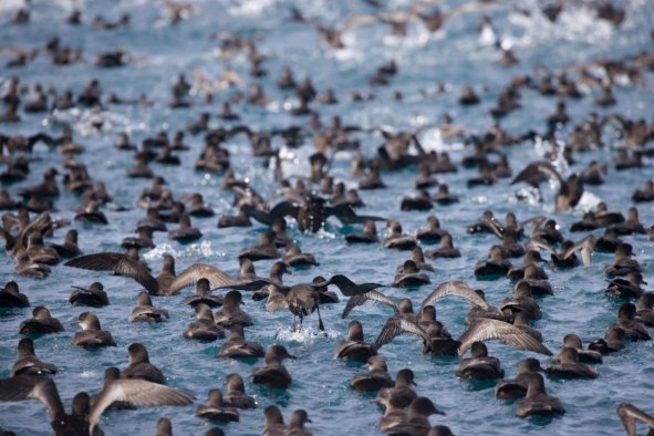 Mutton bird/Short-tailed shearwater birds bobbing on the ocean's surface