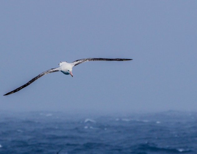 Wandering albatross gliding over the ocean