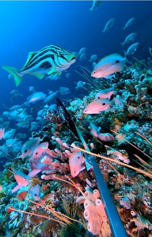 Striped trumpeter and butterfly perch in Tasman Fracture Marine Park 