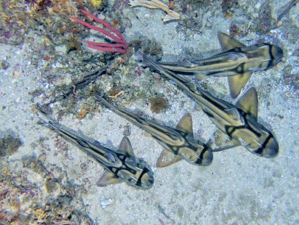 Large aggregations of Port Jackson sharks occur in Beagle Marine Park