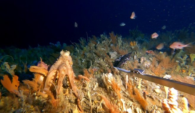 An octopus explores an expansive coral bed in Tasman Fracture Marine Park 
