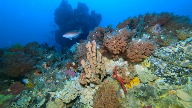 A rosey wrasse swims among diverse sessile invertebrates in Franklin Marine Park