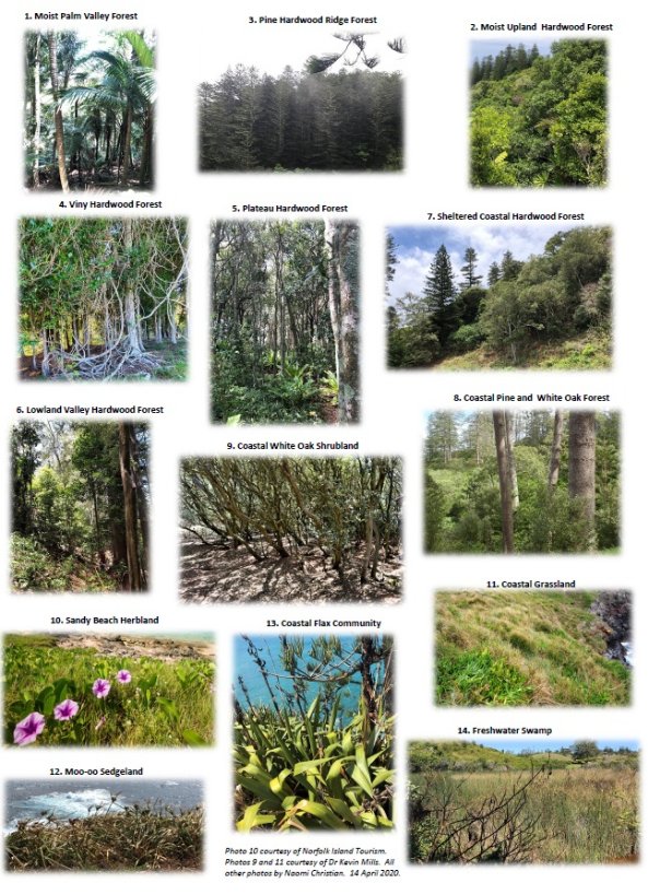 Photos of the 14 native plant communities on Norfolk Island. From left to right, top to bottom: moist palm valley forest, pine hardwood ridge forest, moist hardwood forest, viny hardwood forest, plateau hardwood forest, sheltered coastal hardwood forest, lowland valley hardwood forest, coastal white oak shrubland, coastal pine and white oak forest, sandy beach herbland, coastal flax community, coastal grassland, moo-oo sedgeland, and freshwater swamp.