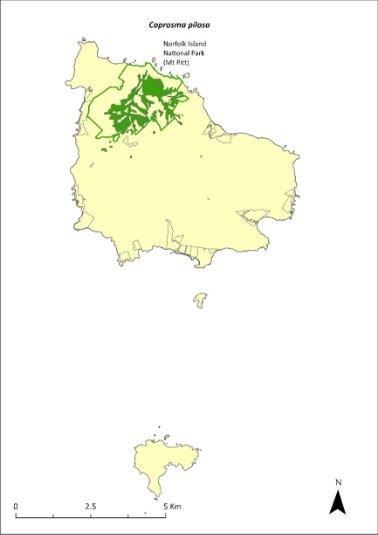 Map of the distribution of Coprosma pilosa. Green shading shows plant communities within which the species may occur within Norfolk Island National Park (Mt Pitt section).