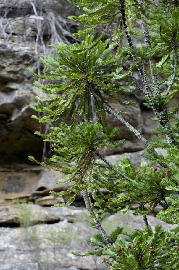An adult wollemi pine tree.