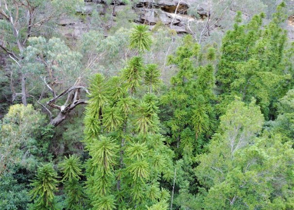 A grove of adult wollemi pine trees in a gorge.