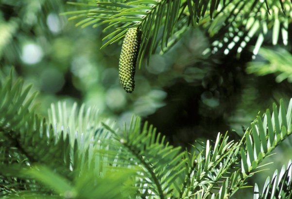 A photo of the male cone which hangs from the tip of a Wollemi Pine branch. See text for description of cone.