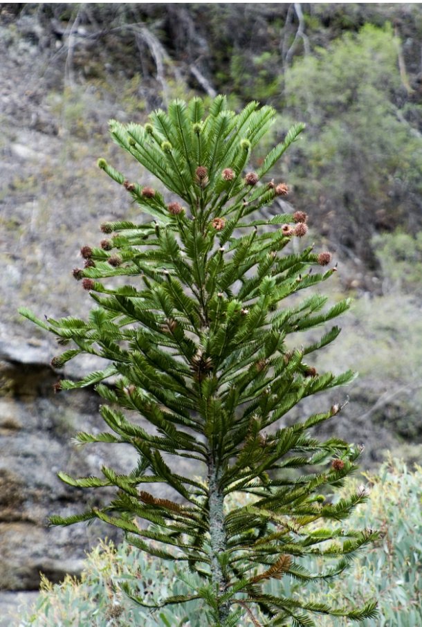 An adult wollemi pine with browning female cones.