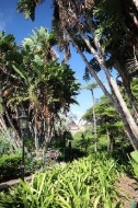 A picture of large trees and green bushes at Kirribilli House
