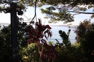 A picture from amongst a garden with bushes, trees and large leaves 