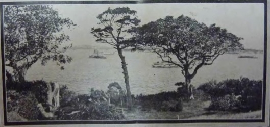 A black and white image of trees and bushes from the grounds of Kirribilli House in the 1920's 