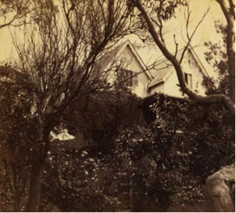 A sepia toned picture of leafless trees and a tall trimmed hedge in front of Kirribilli House